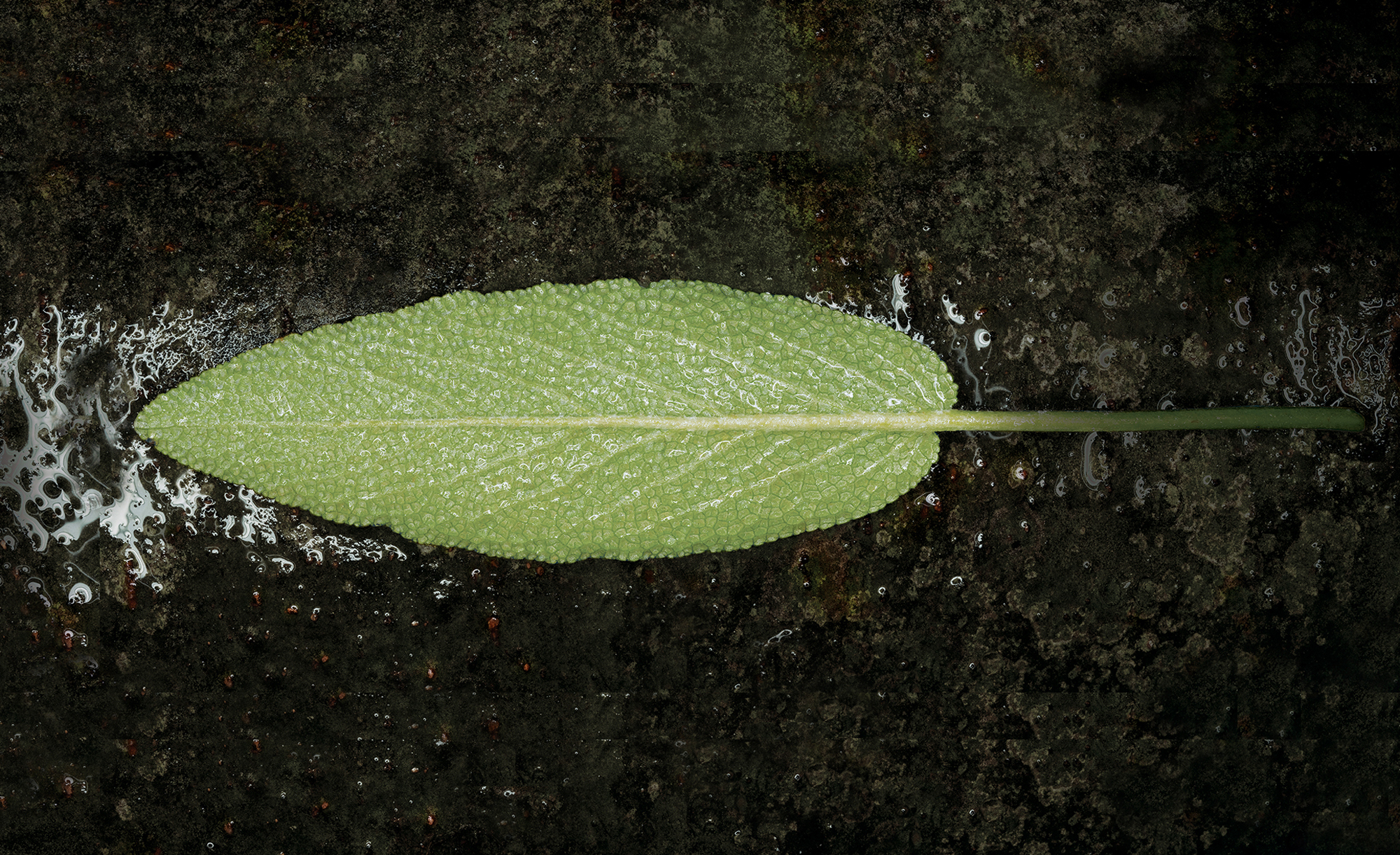 AM07115_R9-LEAFflattn2.jpg