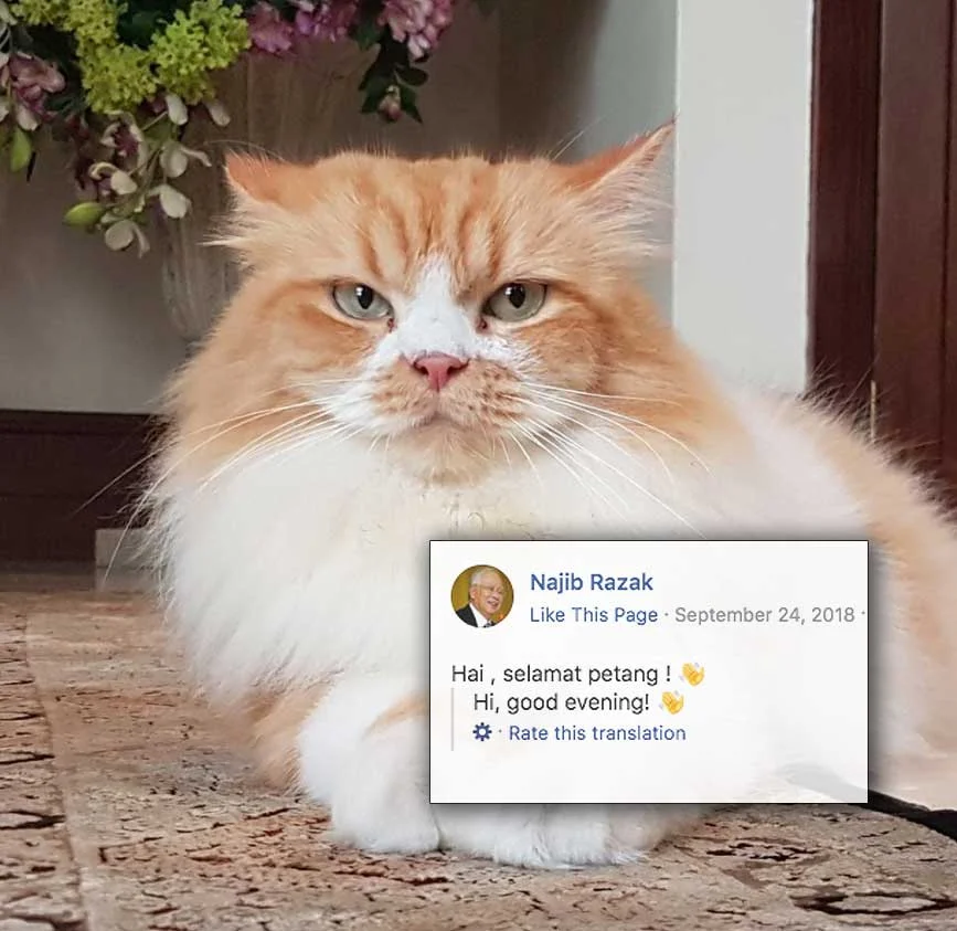Najib-cat-v4.jpg