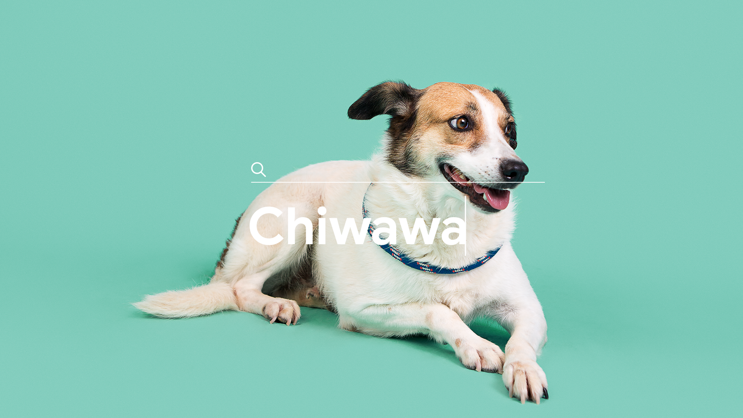 CHIWAWA.png