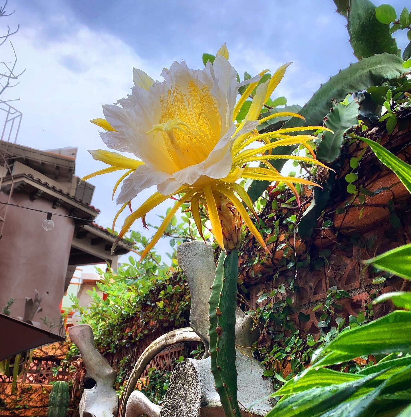 We walked into our bistro this morning and this Epiphyllum cactus flower greeted us. They bloom only once per year! 
..
..
..
..
..
#rivieranayarit #sanpancho #cactusflower #epiphyllumflower #epiphyllum