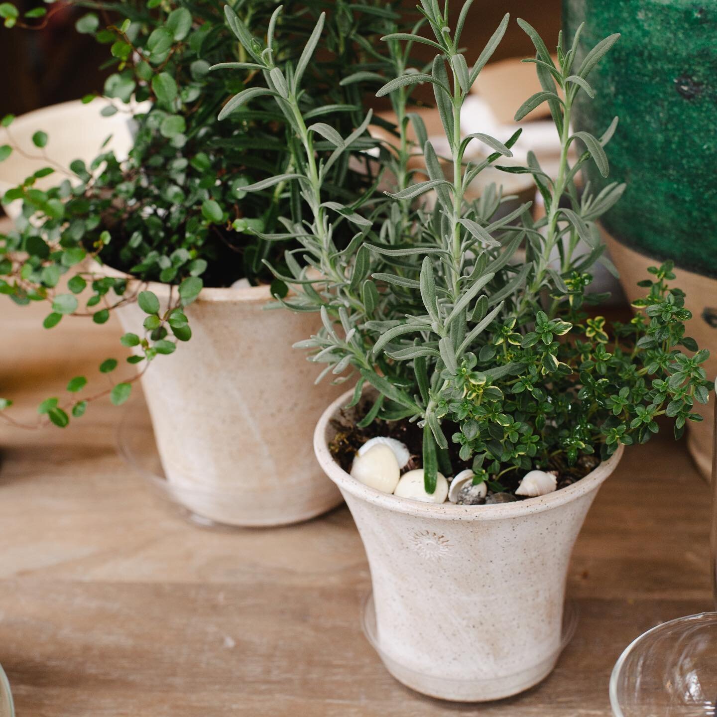 The store is feeling very Proven&ccedil;al with our handmade french herb pots by @jellykarmiel 🪴 We also have a new batch of ceramics from @annewebercallahan and new oyster home accessories by @oceanxpression