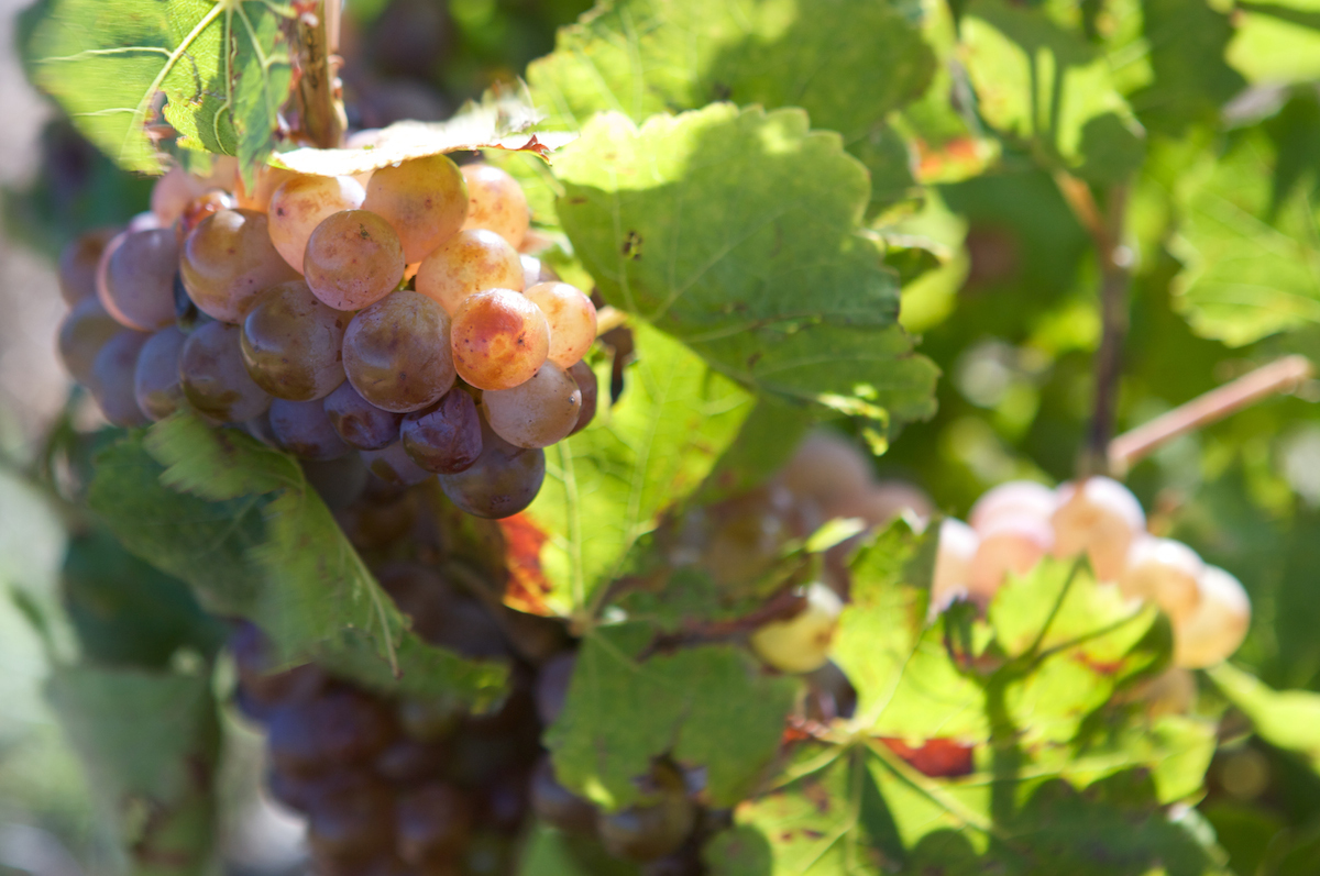 grappe-gris.jpg