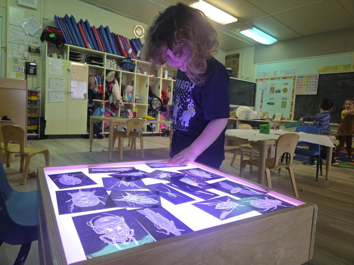 Bug X-rays at Head Start