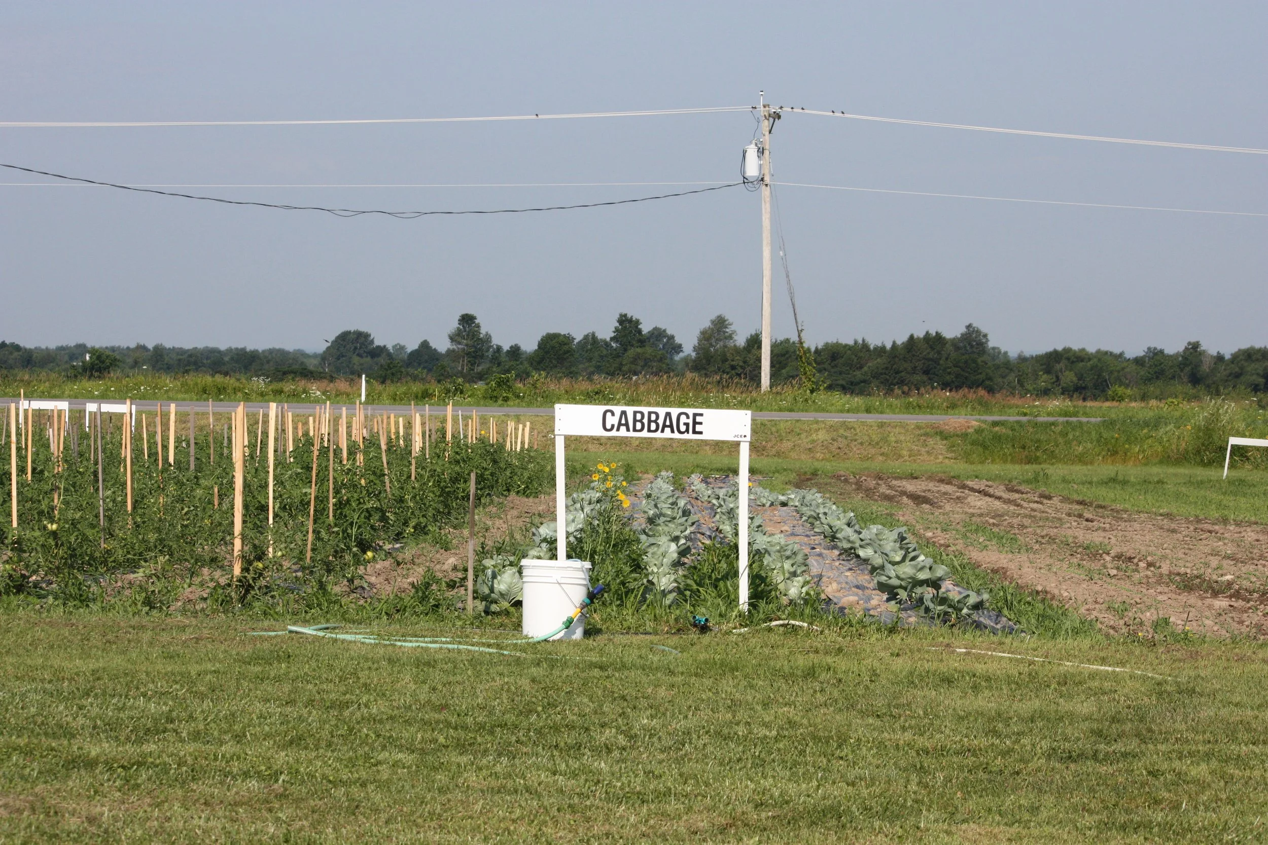 Photo of a garden with a white sign that says CABBAGE.
