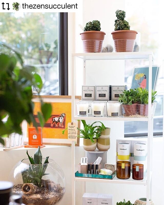 @thezensucculent // A bit of bright light shining into our storefront in-between the peaceful, cloudy North Carolina skies.
🌱
#DTRindependentshops 
#DTR #shopdtr 
#downtownraleigh
#nclove #raleighnc #nc
#exploringthetriangle
#raleighwood #raleigh
#s