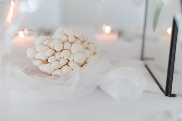 These mushroom were so perfect for this modern tablescape. 
Photo @amandabarrettphoto 
#nashvilleflorist#eventdesigner#eventdesign#eventstylist#eventdecor#weddinginspo#weddingdecor#tablescape#floraldesign#weddingflowers#modernwedding#italianwedding#d