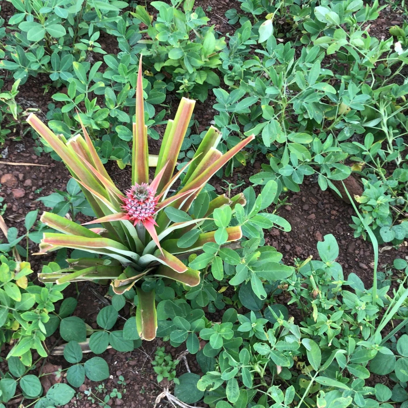 pineapple plant in Dungu, DRC