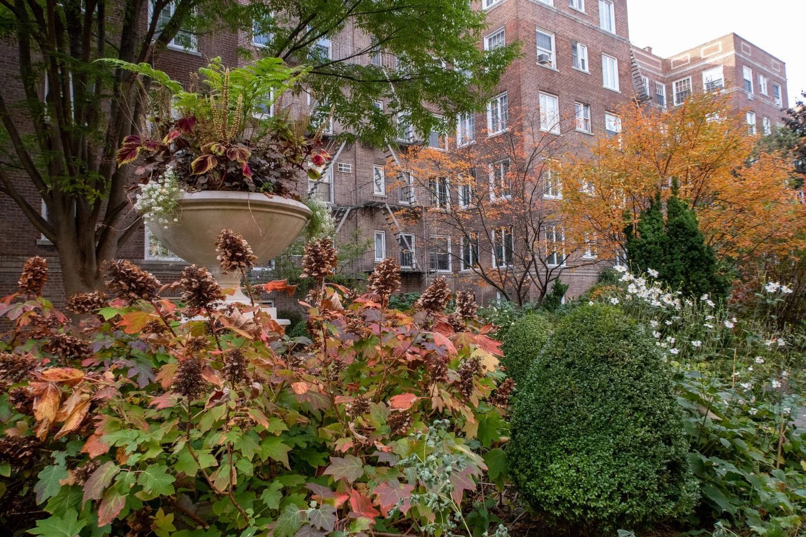 06_Hawthorne Court_autumn oakleaf hydrangea.jpg