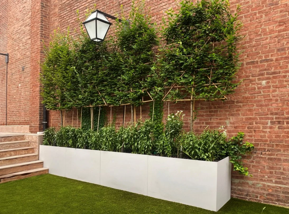 07_UPPER EAST SIDE ROOFTOP_espalier carpinus.jpg