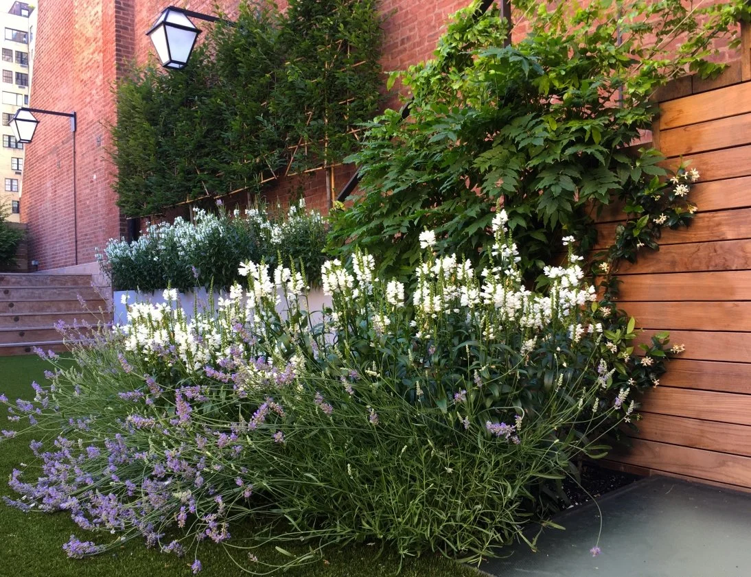 08_UPPER EAST SIDE ROOFTOP_obedient plant lavender.jpg