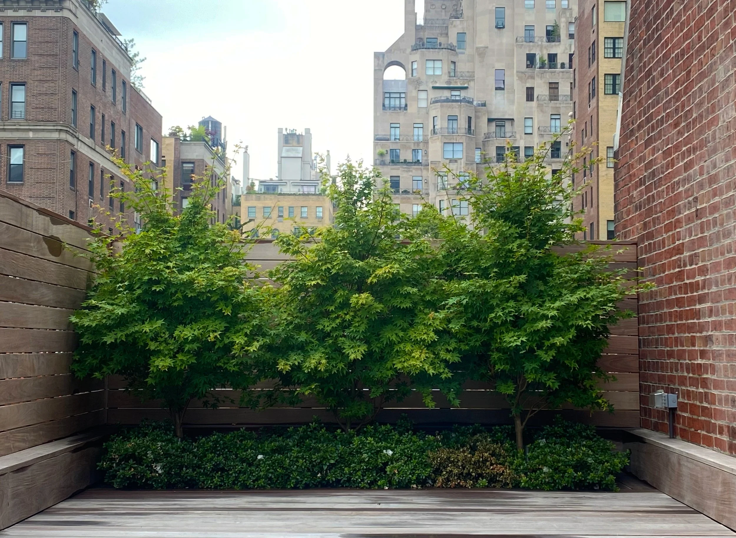 09_UPPER EAST SIDE ROOFTOP_Japanese Maple.jpg