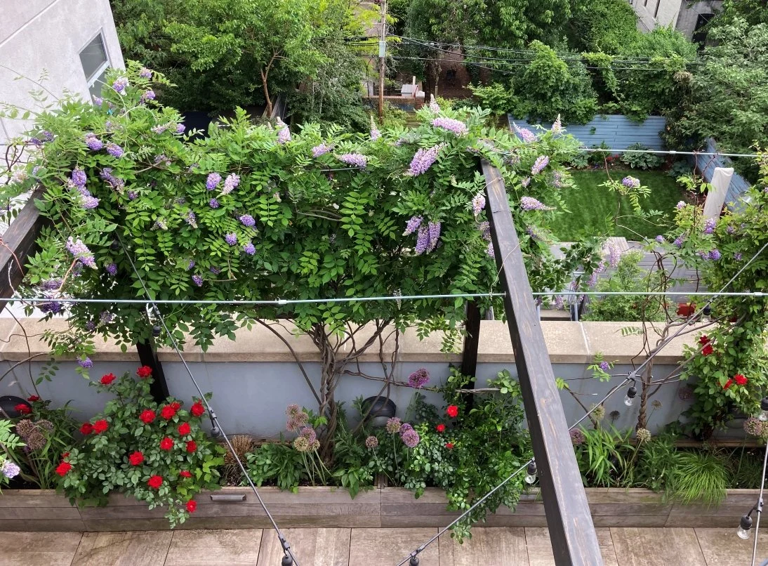 01_Terrace_PROSPECT HEIGHTS_modern pergola wisteria roses.jpg