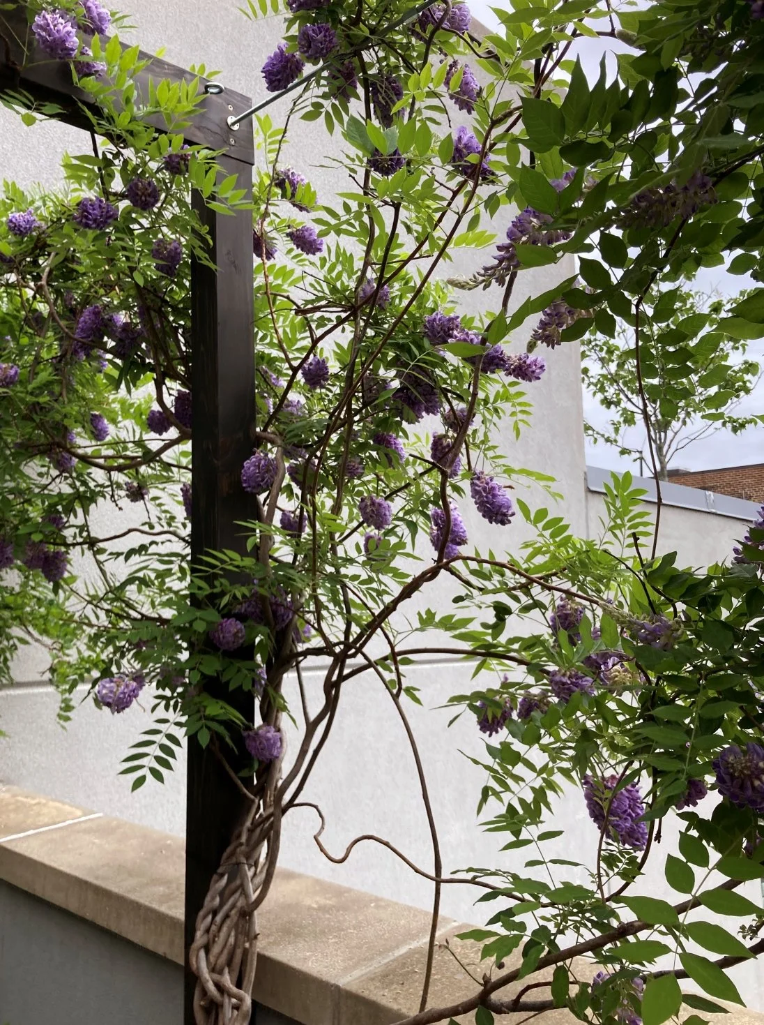 05_Terrace_PROSPECT HEIGHTS_wisteria dark wood modern pergola.jpg
