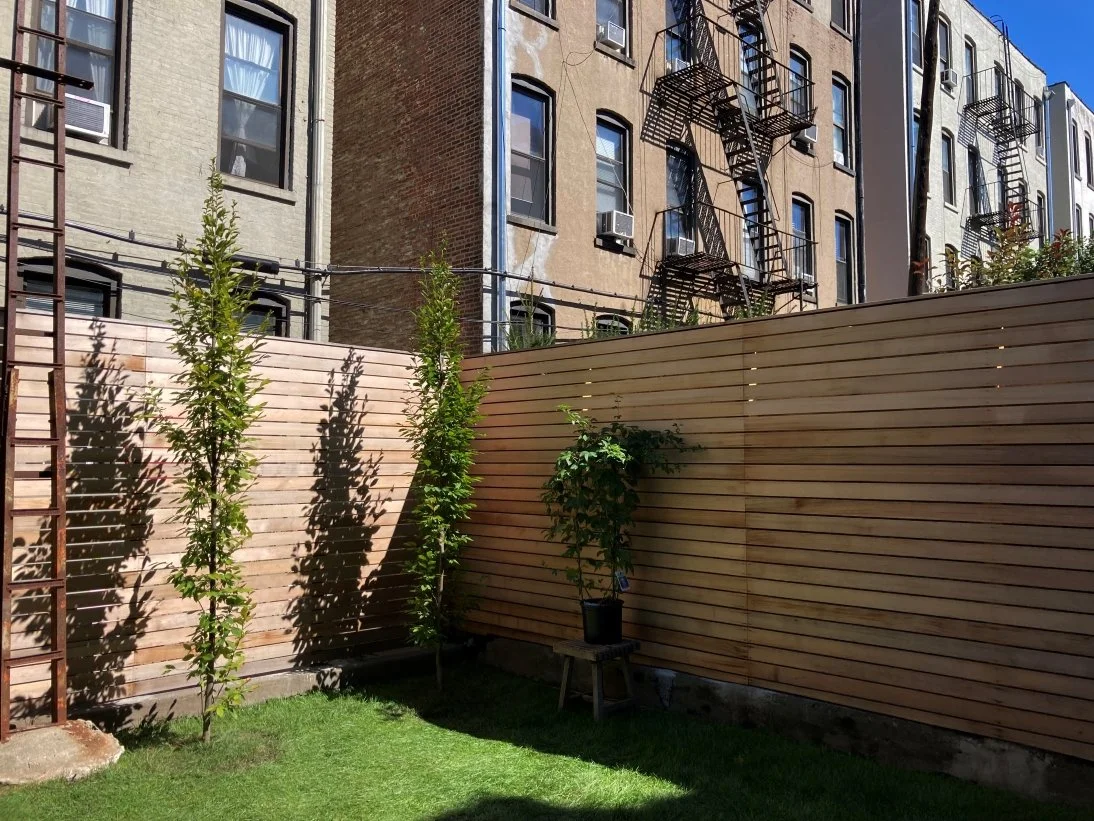 02_PARK SLOPE BACKYARD_progress carpinus fastigiate.jpg