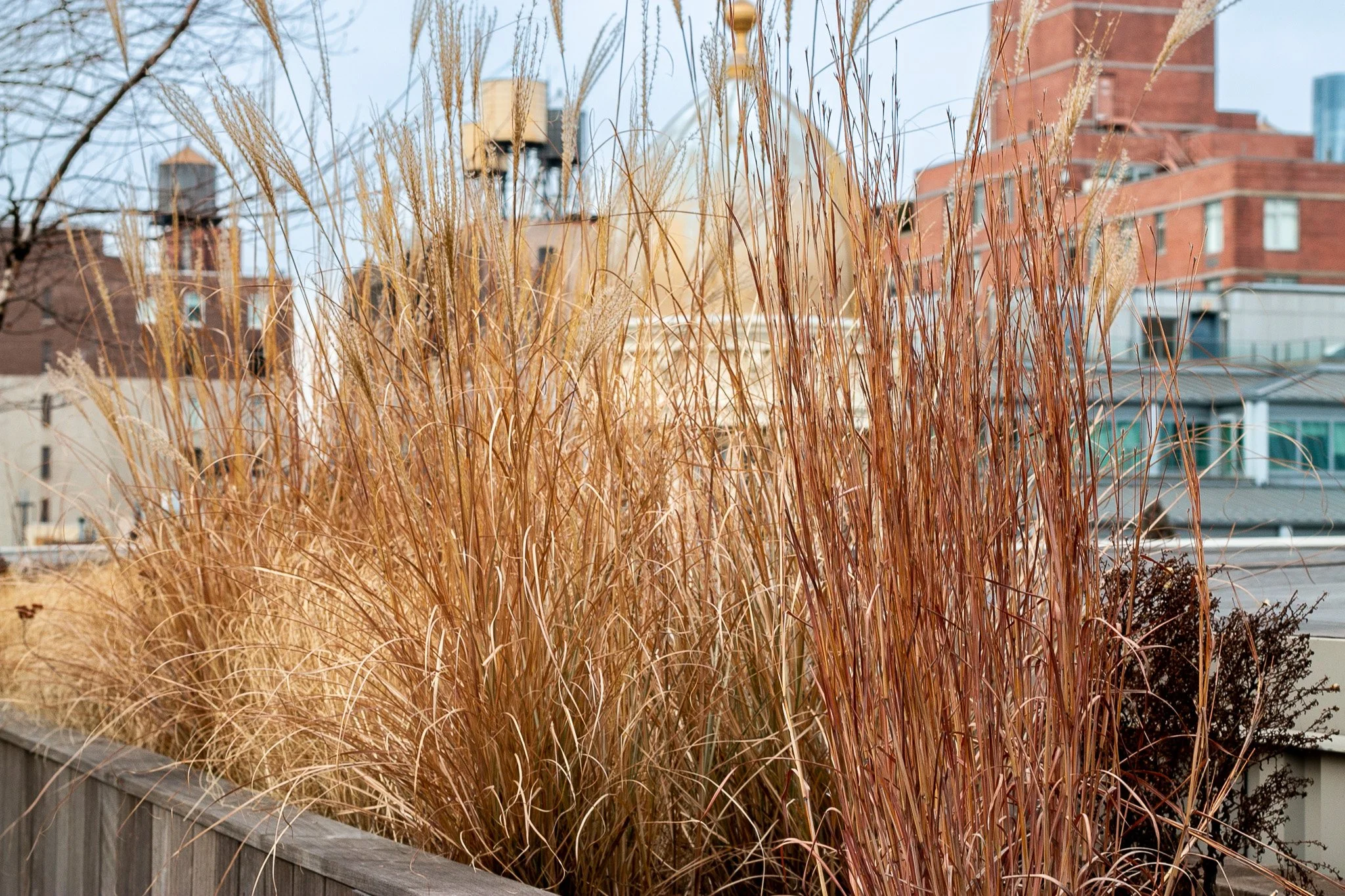 06_Rooftop_Flatiron_Ornamental grasses Standing Ovation Pennisetum planter.jpg