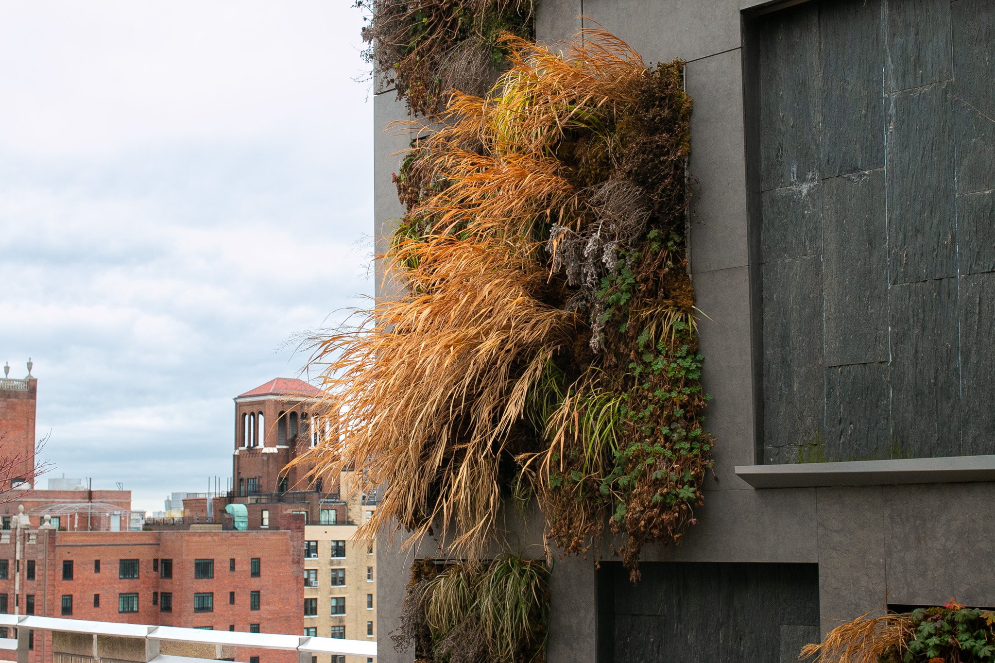 West Village living wall in winter