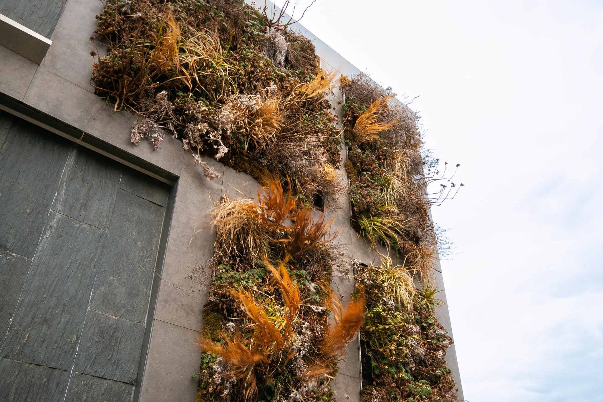 West Village living wall in Winter