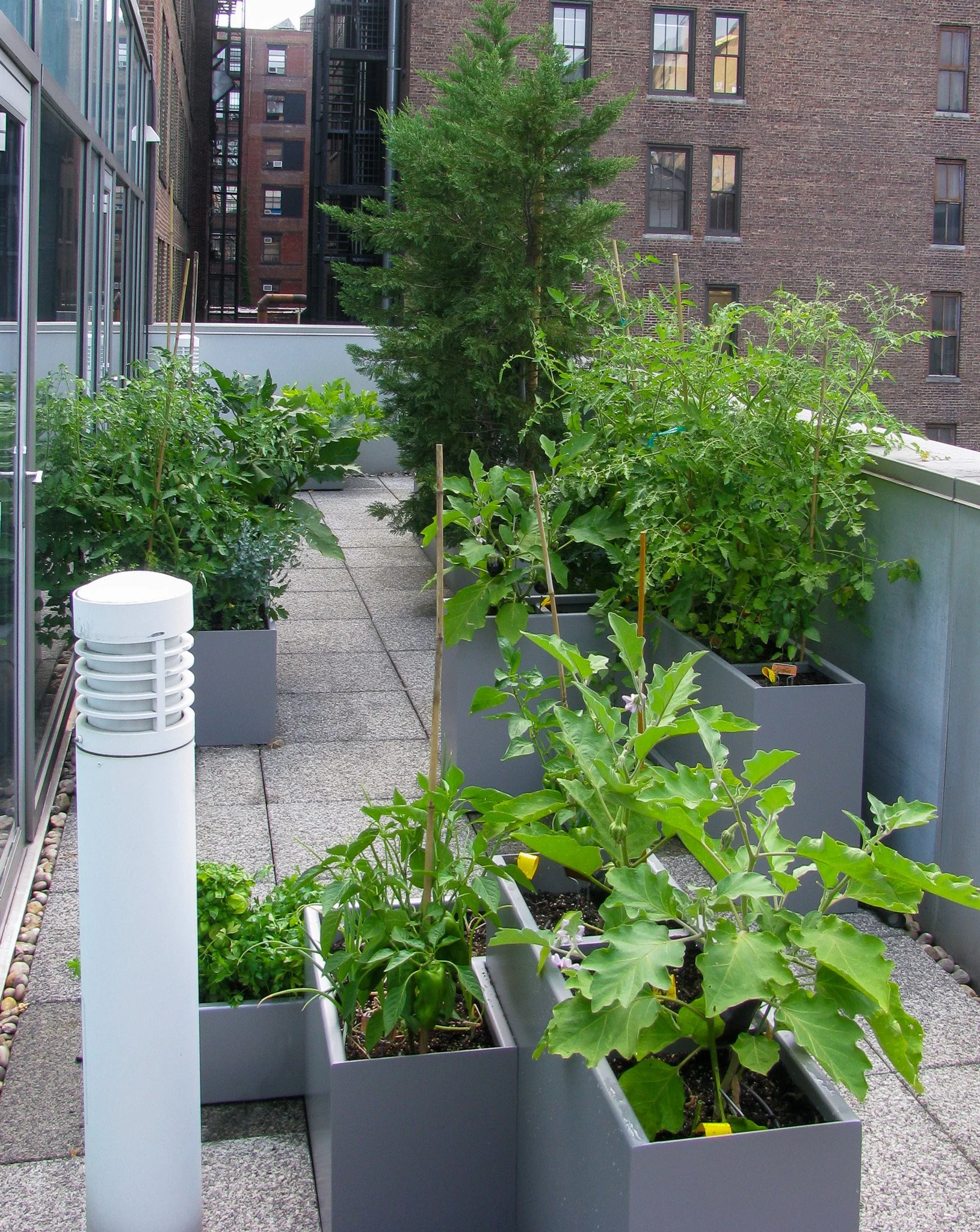 5 Terrace Vegetable Garden.jpg