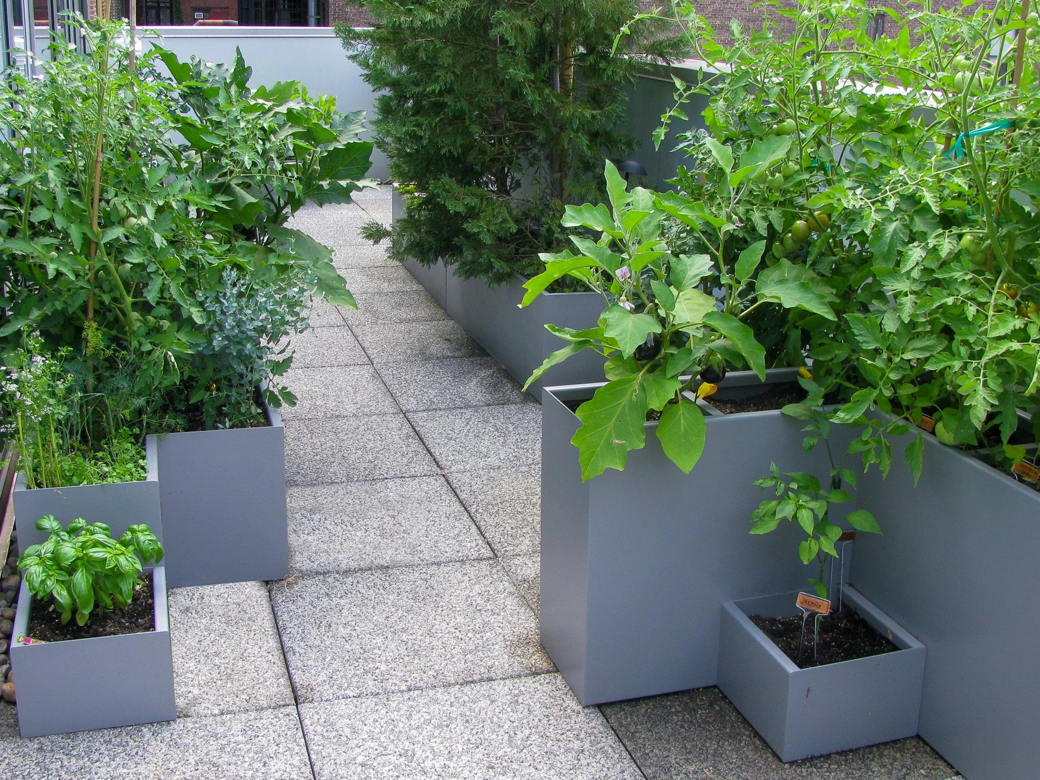 6 Terrace Vegetable Garden.jpg