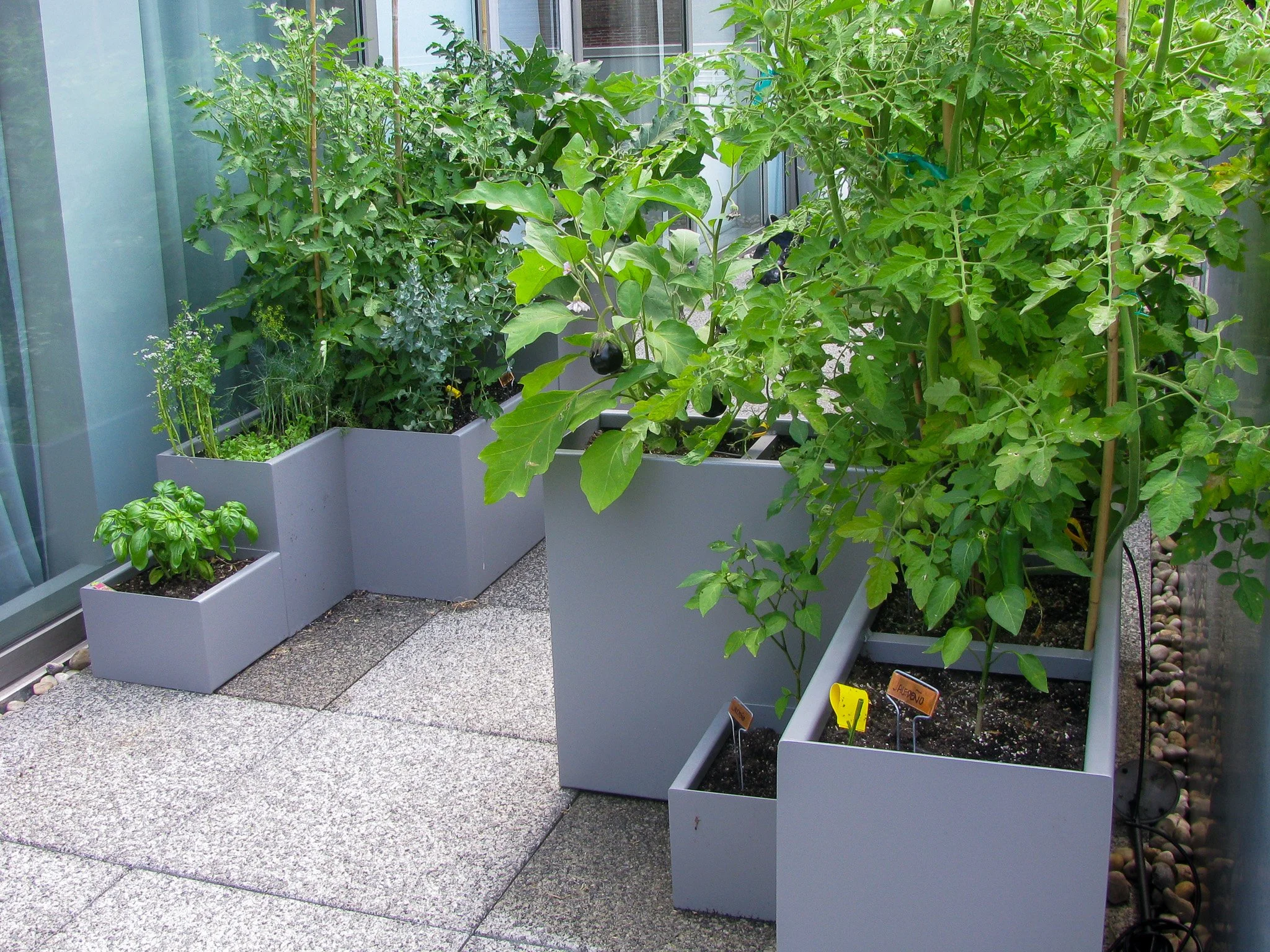 8 Terrace Vegetable Garden.jpg