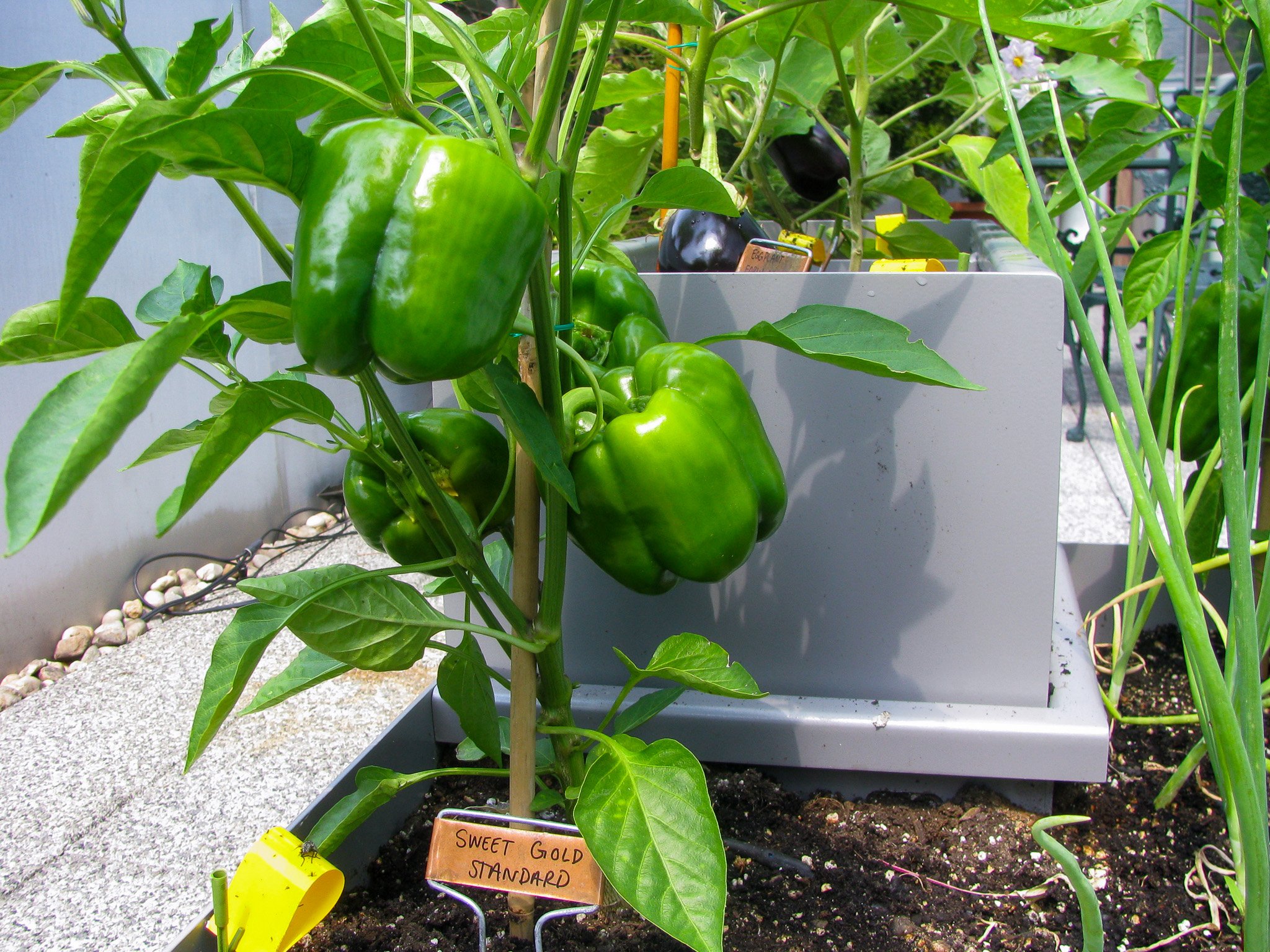 9 Terrace Vegetable Garden.jpg