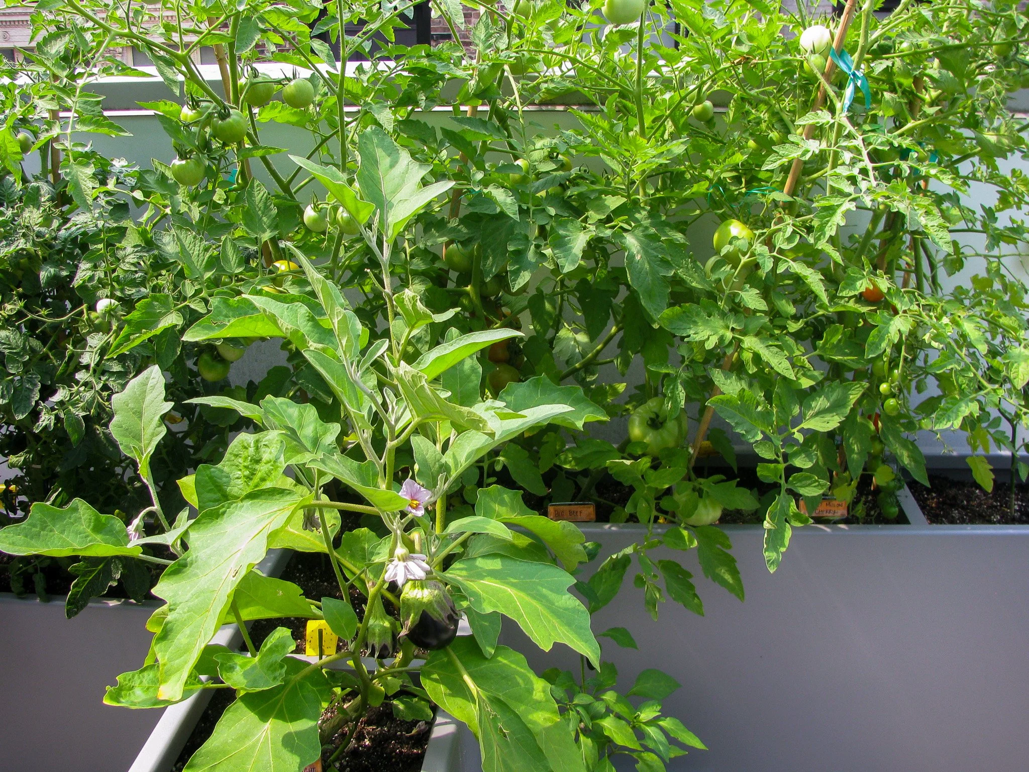 10 Terrace Vegetable Garden.jpg