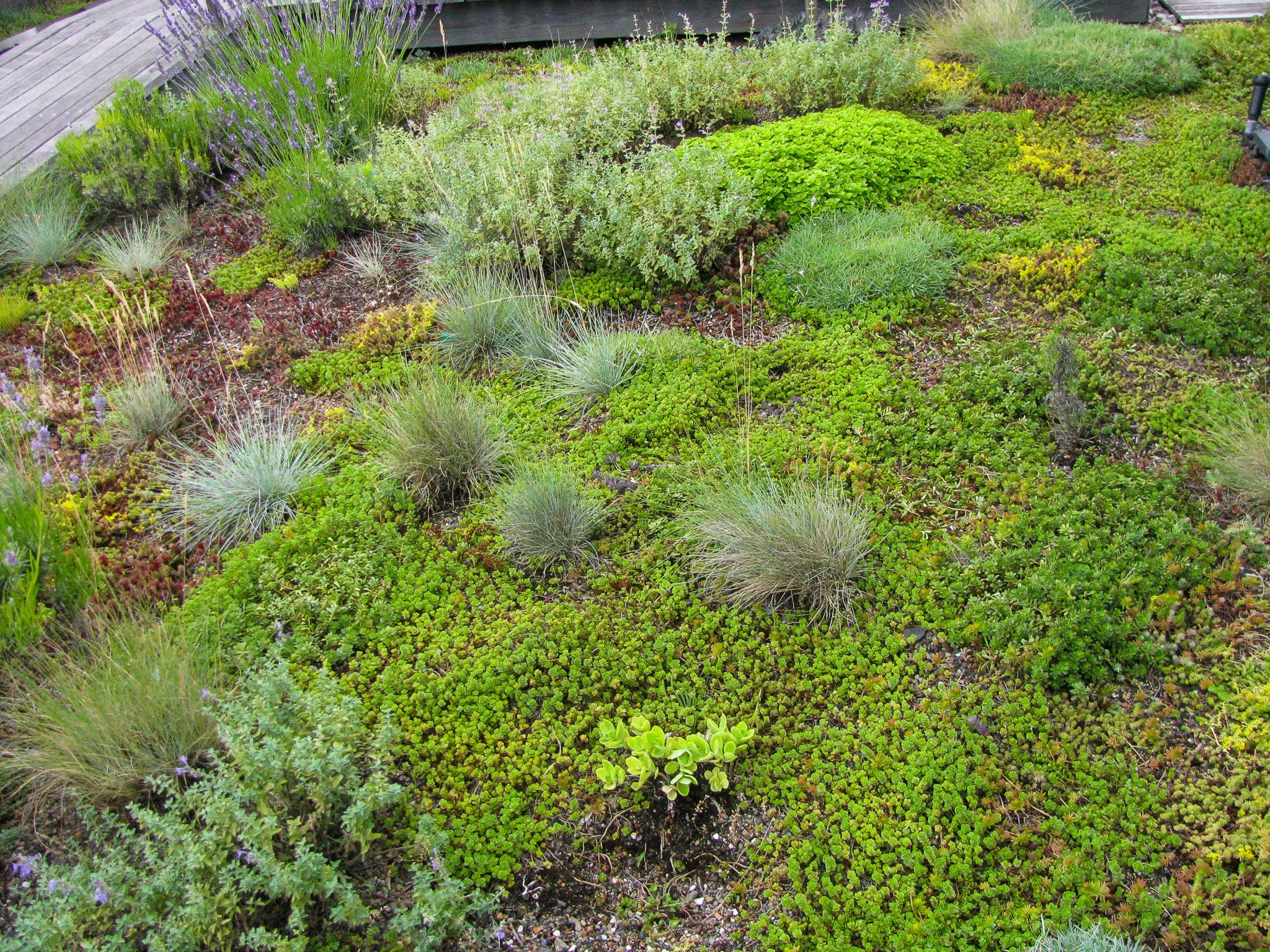 Rooftop Park Slope GreenRoof (28).jpg