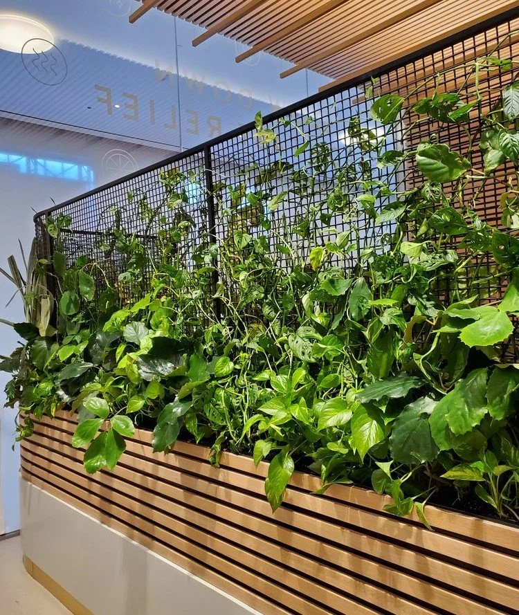1 Clean Market Brookfield mesh vine planting_.jpg