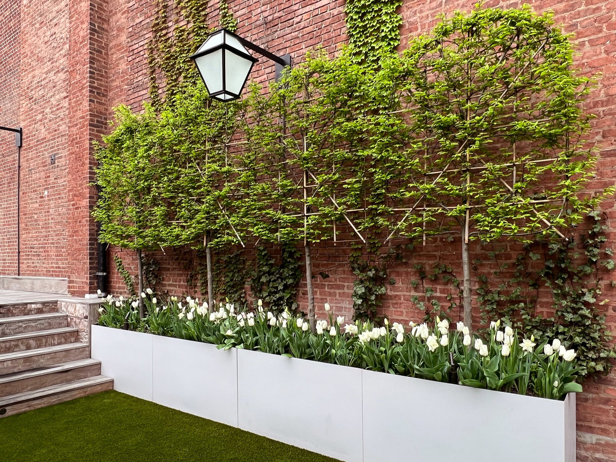 Upper east side_espalier_bulbs_spring_white tulip (3).jpg