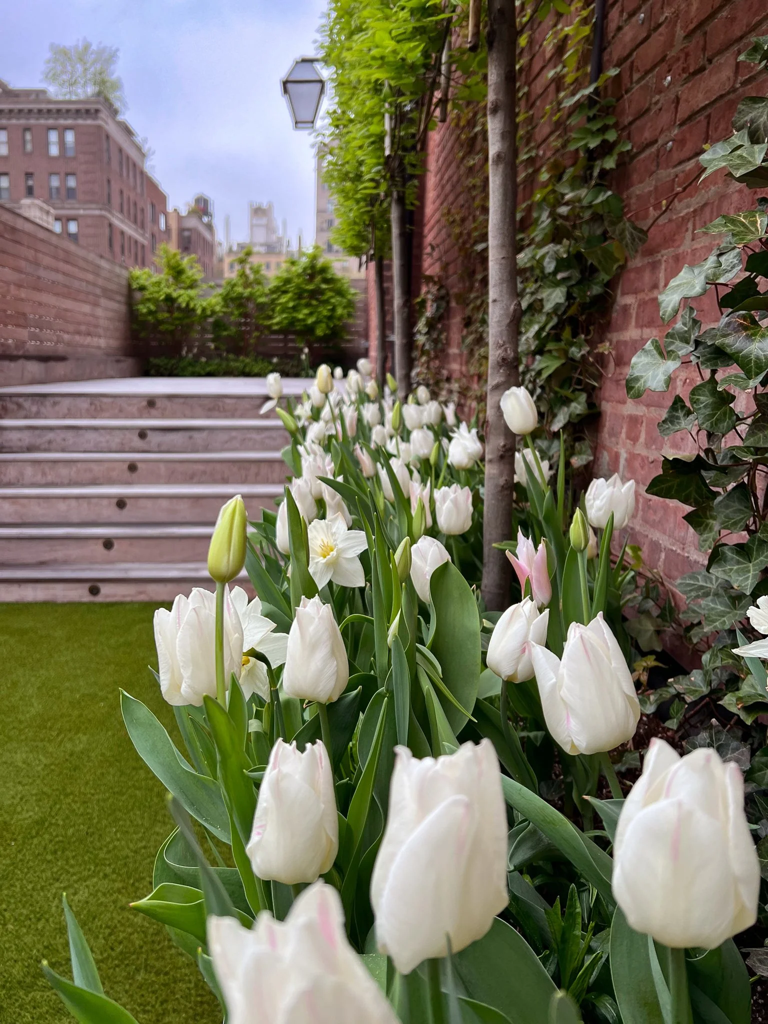 Upper east side_espalier_bulbs_spring_white tulip (4).jpg