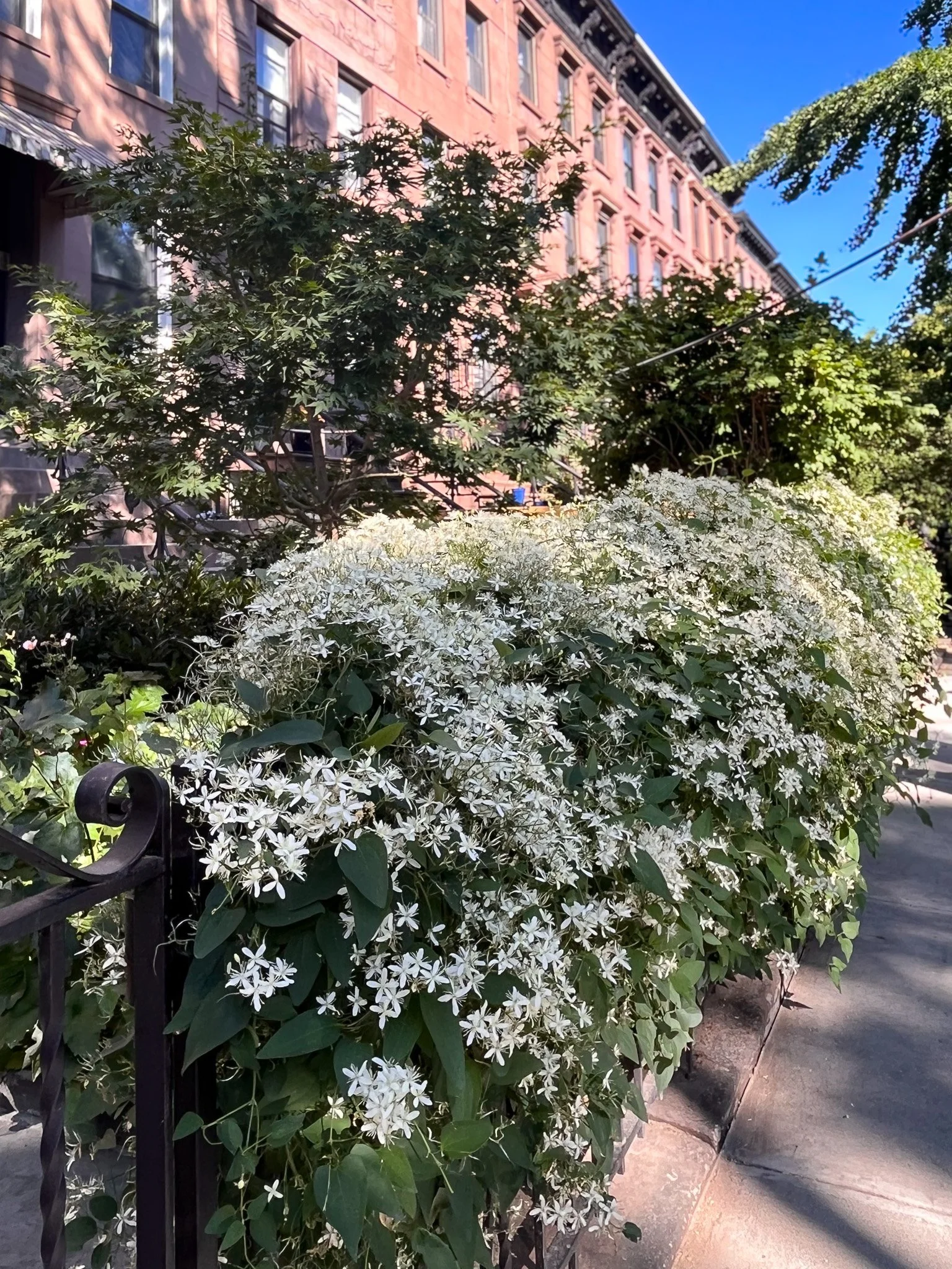 Brooklyn townhouse6.jpg