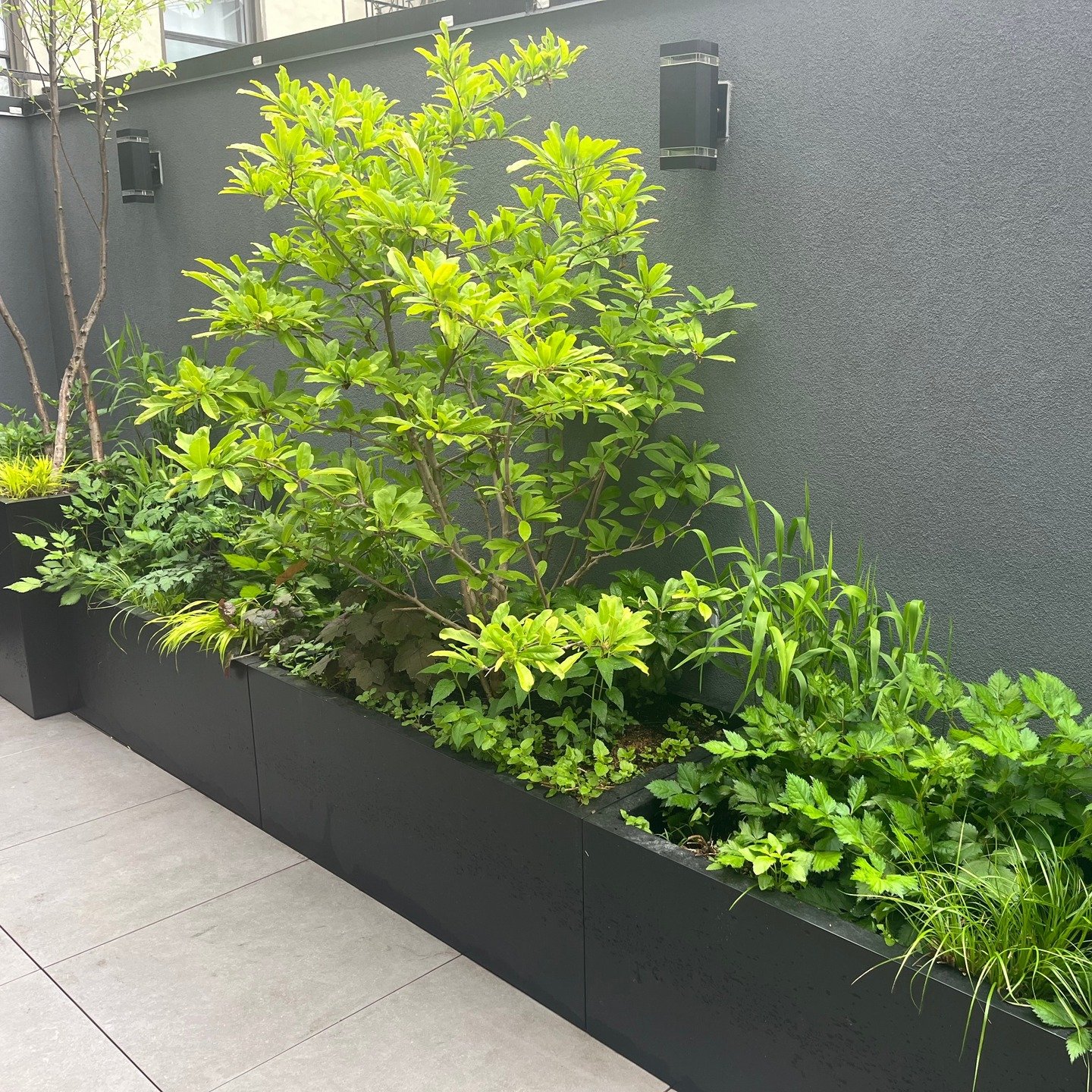 Crummy day for our all weather crew but the plants are loving it! 

Maintenance visit today to check up on a terrace garden we designed and installed last spring! What a delight to see all the plants filling out beautifully and the vines taking over 