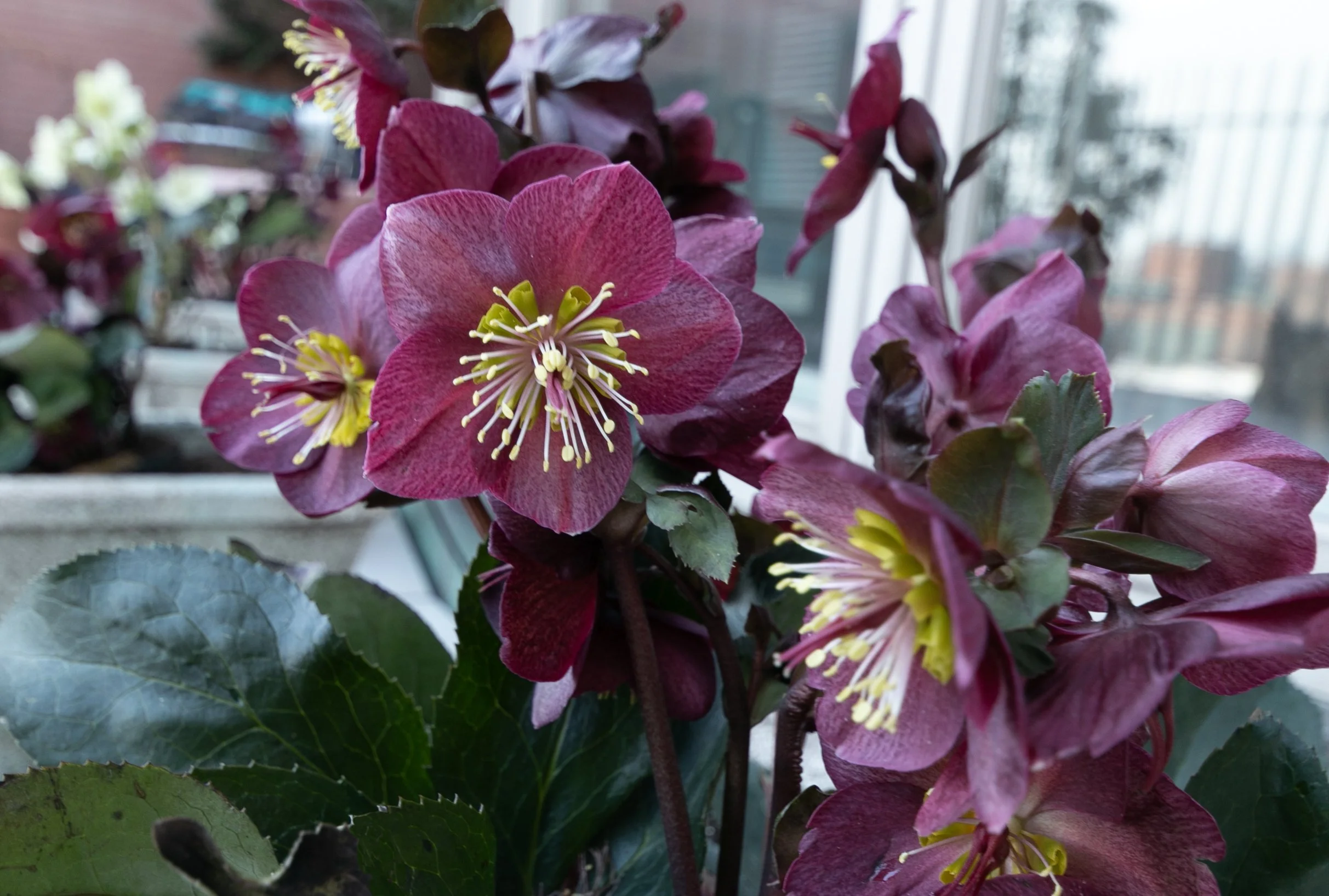 Hellebore_Purple_6085_web.jpg