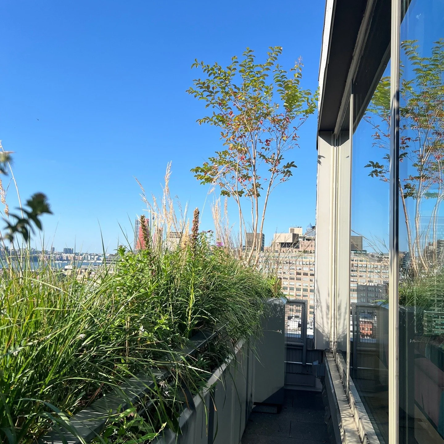 Posting a few shots of newest planting we designed and installed just in time for fall!

Beautiful but also tough enough to withstand high winds and constant sun exposure, the planting palette features lots of grasses and flowers with sculptural seed