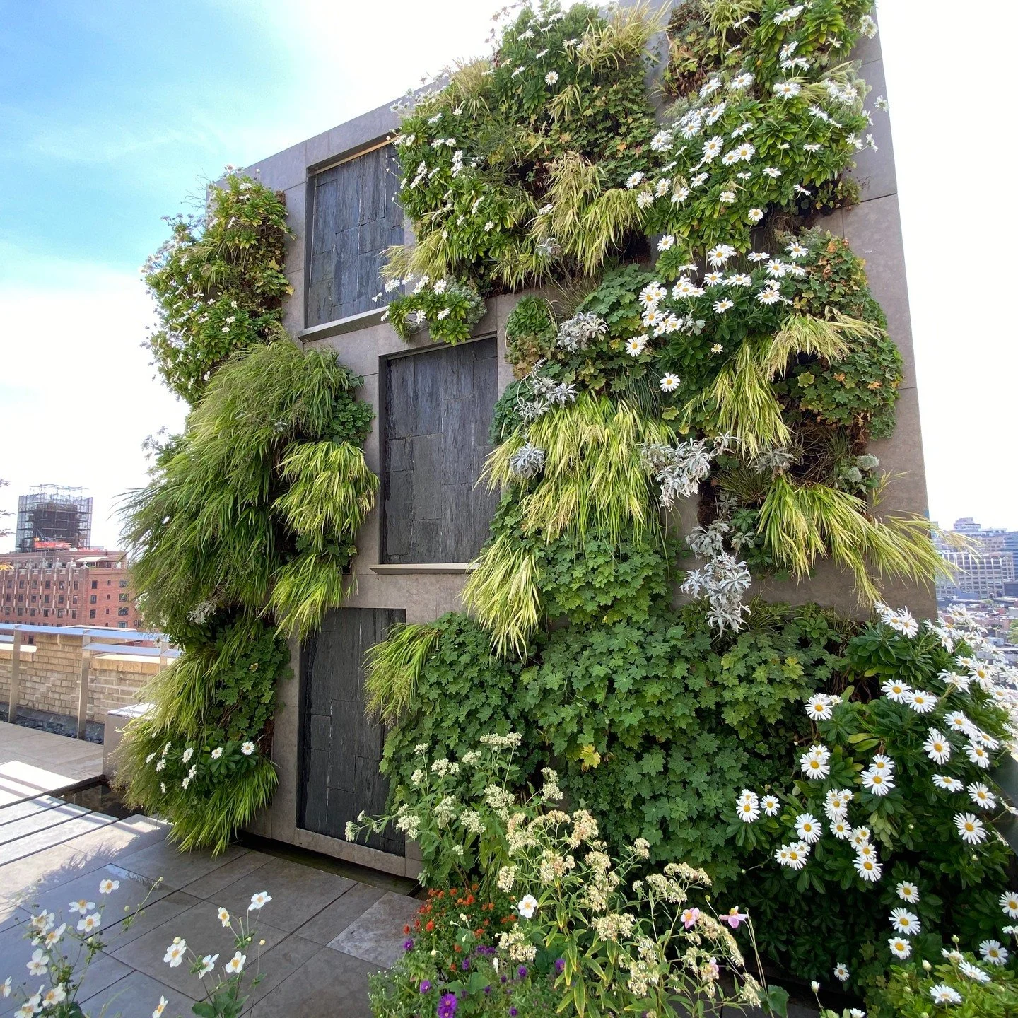 Montauk daisies are blooming in our favorite vertical garden!

We introduced these fall bloomers about 3 seasons ago and are thrilled to see how well they are establishing in the difficult conditions that exist here. 

Stay tuned to see the mums flow