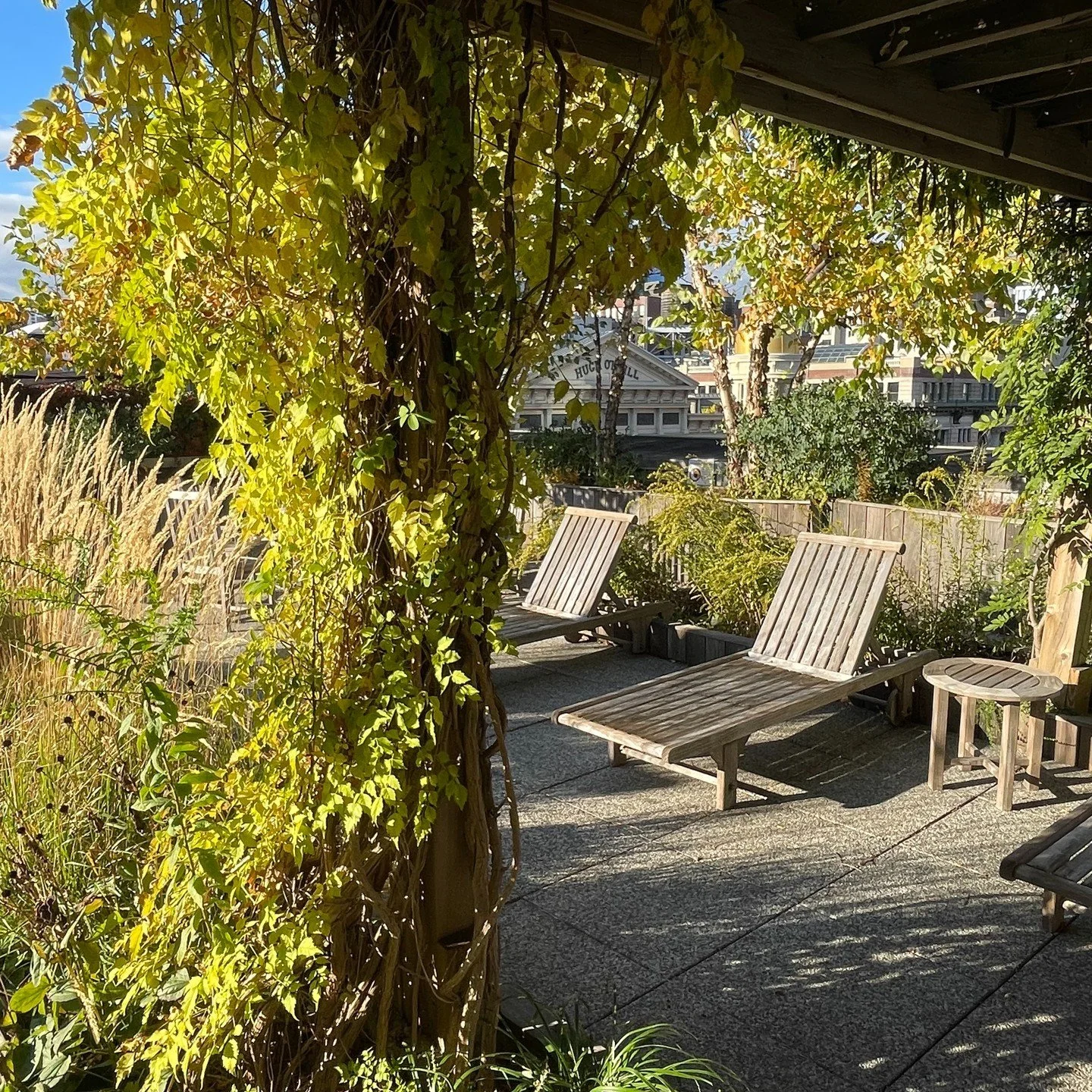 Autumn in New York at the Cammeyer is just getting started as the Birches and Wisteria start showing their yellow leaves. 

The seedheads of the Feather Reed grass, Sedum, and Echinacea are stunning in the autumn light!