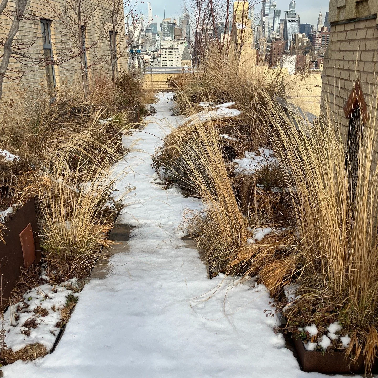 Rooftop meadow garden is looking fabulous with the first snow this winter. 

With most of the leaves fallen, the dormant forms of the array of grasses, the perennial seedheads, the rose hips and the exfoliating bark of the River Birches are most prom