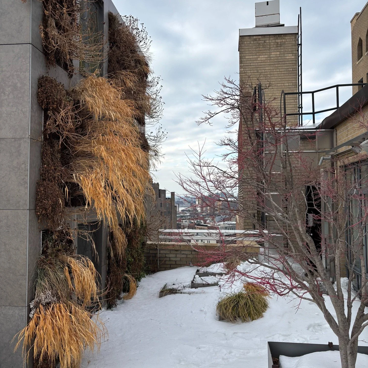 Our favorite vertical garden is dormant for the winter with the Hakonechloa grass and Montauk daisy seedheads providing winter interest. 

We checked in yesterday to water a little to make sure the thawing soil stays in place as temperatures are hove