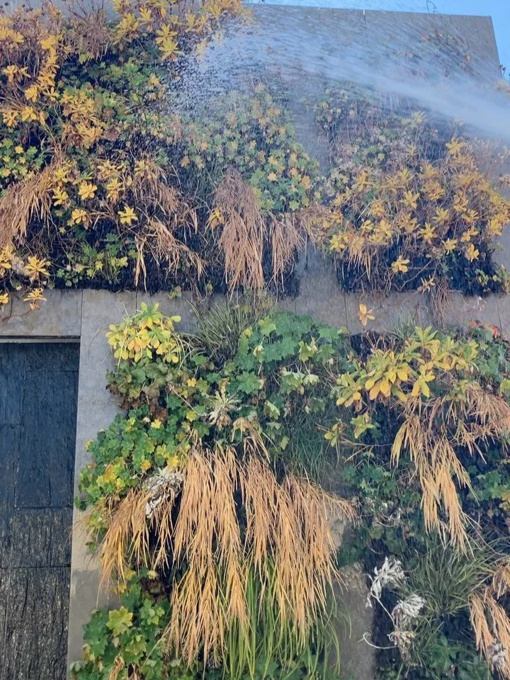 Our favorite vertical garden is in late fall glory right now with the Hakonechloa grasses catching the light perfectly and the Montauk daisies and Geranium foliage turning to shades of yellow. All the Carex and Acorus should remain green all winter. 