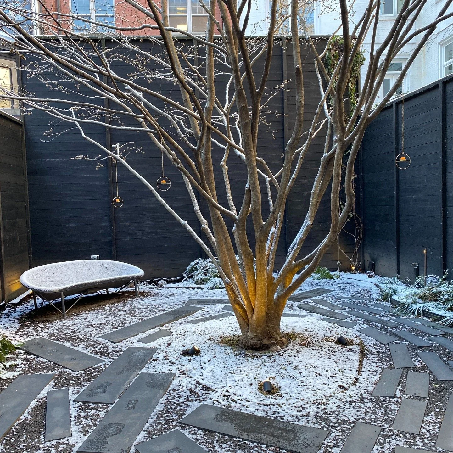 A dusting of snow highlights the form of the witch hazel tree and contrasts beautifully with the sugi ban fence in this Grammercy backyard while the Hellebores were just beginning to bloom .

These shots were taken a couple of weeks ago before the sn