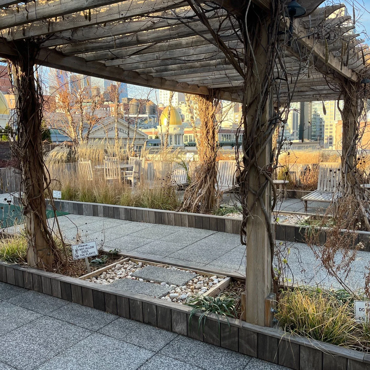 Winter time at the Cammeyer is in full effect with the forms of the mature Wisteria vines revealed, the mass of Karl Foerester grasses blowing in the wind, the texture of the River Birch bark in the mini bosque and the riot of seedheads! 

Rather tha