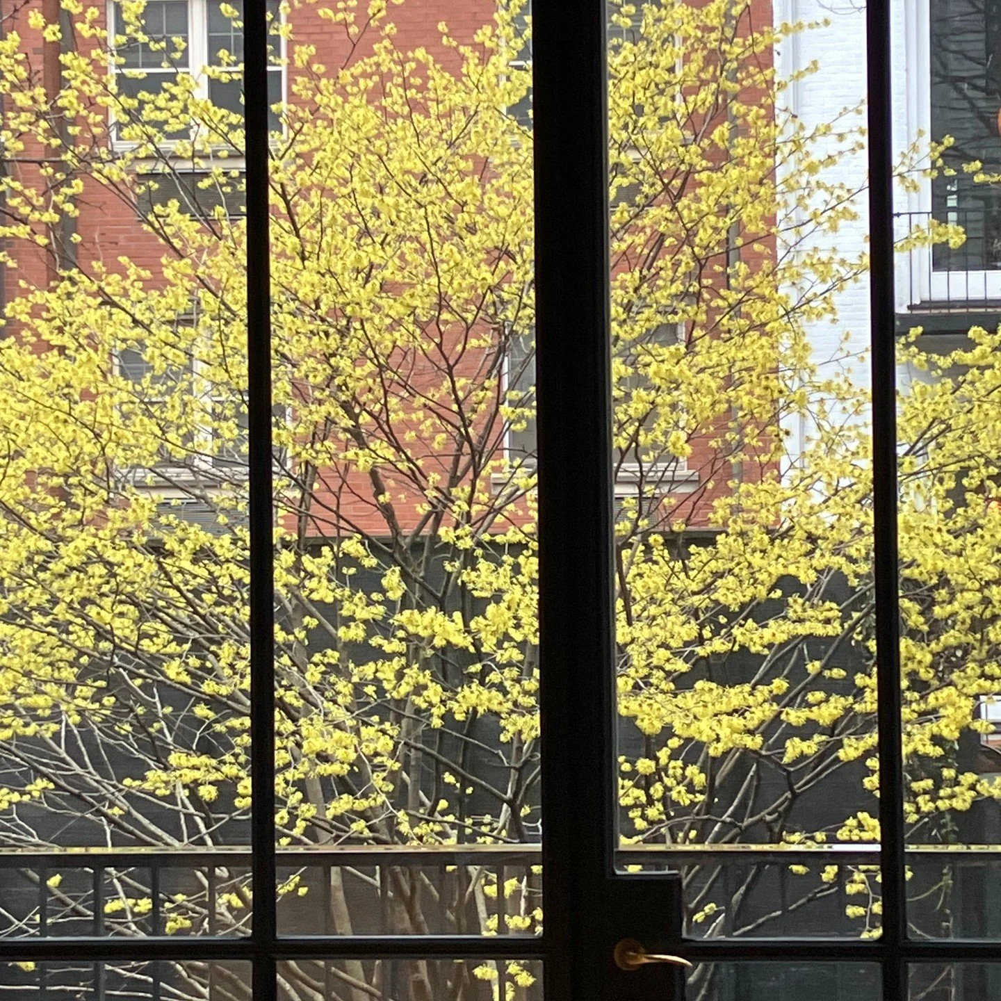 Shots of Witch Hazel in full bloom from yesterday's spring clean up visit. We love how beautifully the blooms contrast with the sugi ban fence. Hellebores and Crocus are blooming in the understory below.