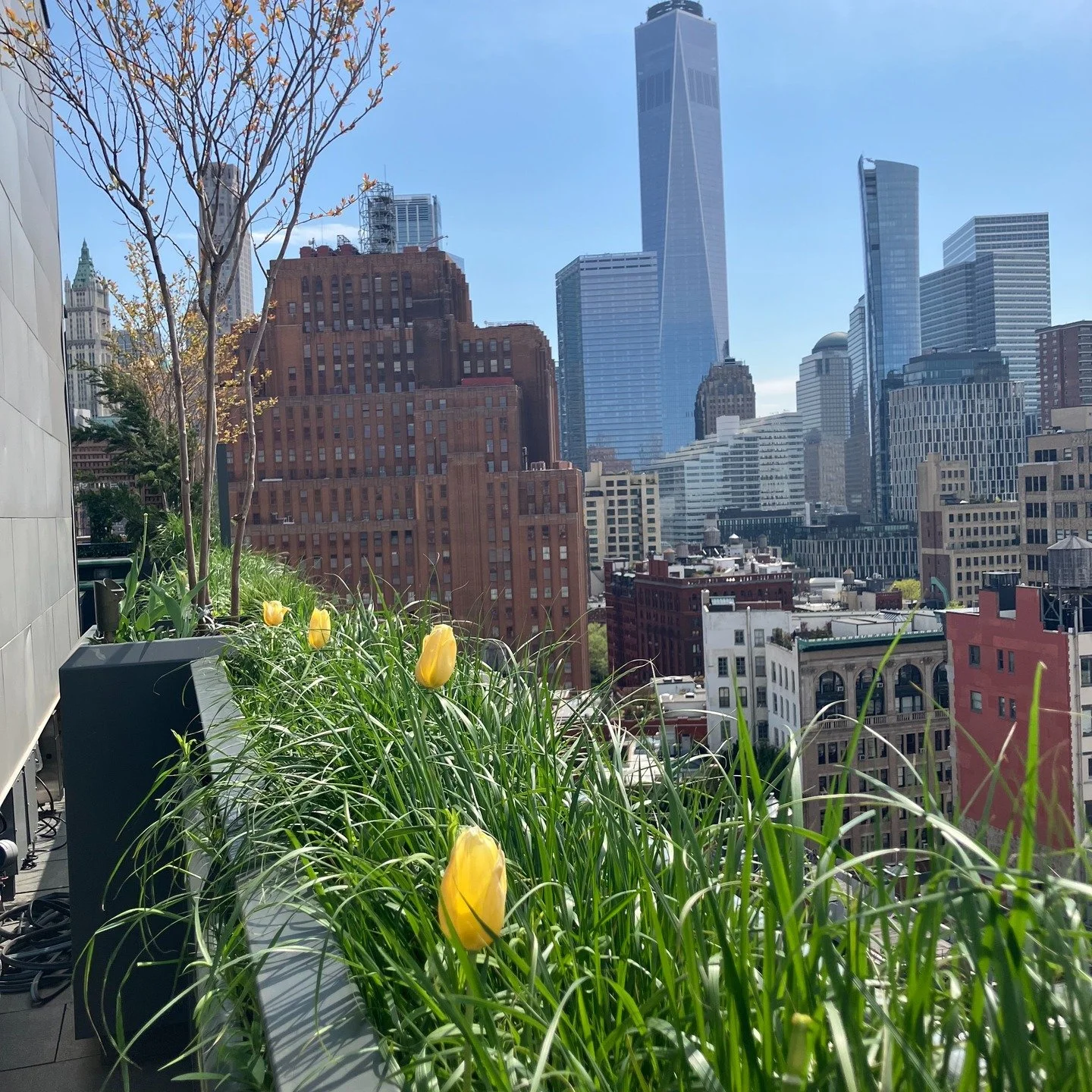 Tulips in bloom at one of our newest projects! We designed and planted two different color themes for each terrace. More to come on this project soon!