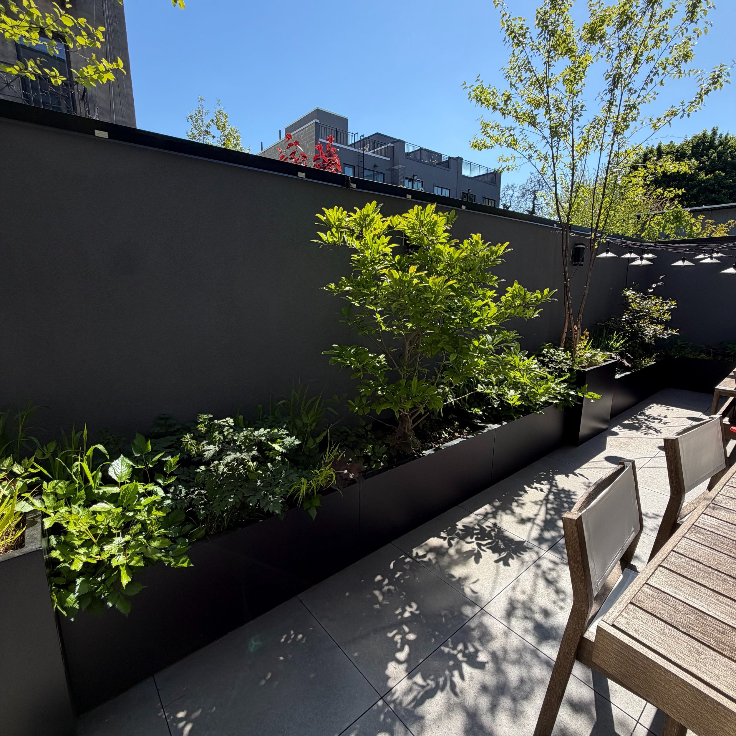 Second year for this low maintenance terrace garden we designed and installed.

The planting palette here is very simple- a canopy of 2 NYC native River Birches, a Magnolia understory tree, a couple of shrubs, grasses and flowering perennials. 

Ther
