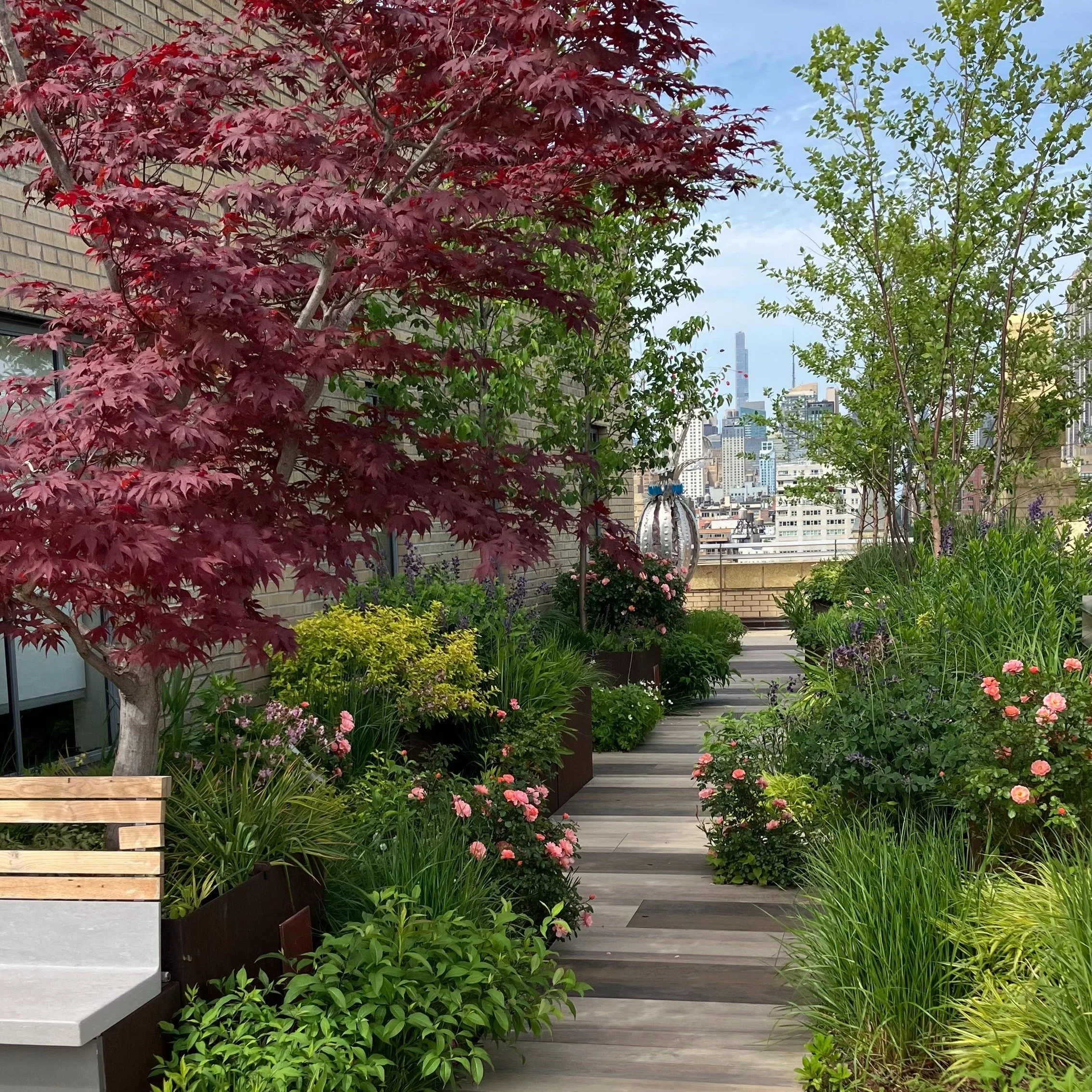 We redesigned the planting for this rooftop grove turned meadow garden a couple of years ago. We reduced the number of trees and amped up the grasses and perennials from the original design. The peachy drift roses are unexpected in this palette of pe