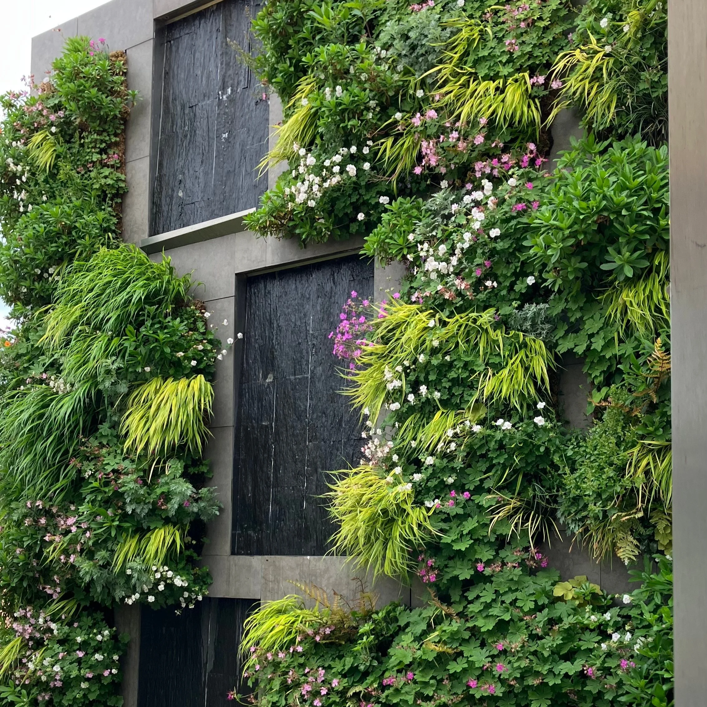 Geraniums, Campanula and Geum are blooming in our favorite vertical garden!

Bigroot Geraniums are one of the most successful plants for green walls in our experience. They are able to hold the soil in place and have even moved into adjacent cells of