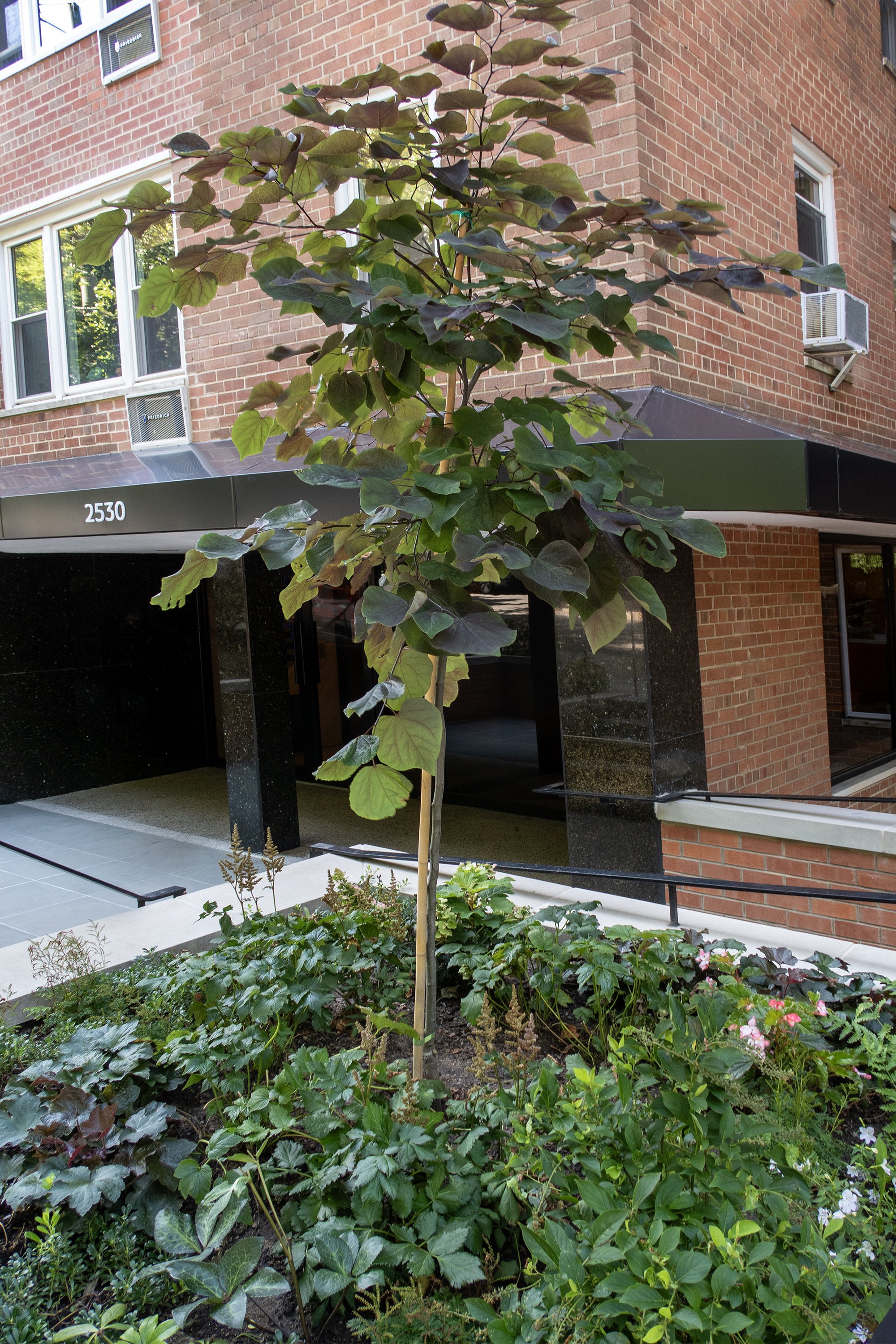 1_VerticalTree_0515_WEB.jpg