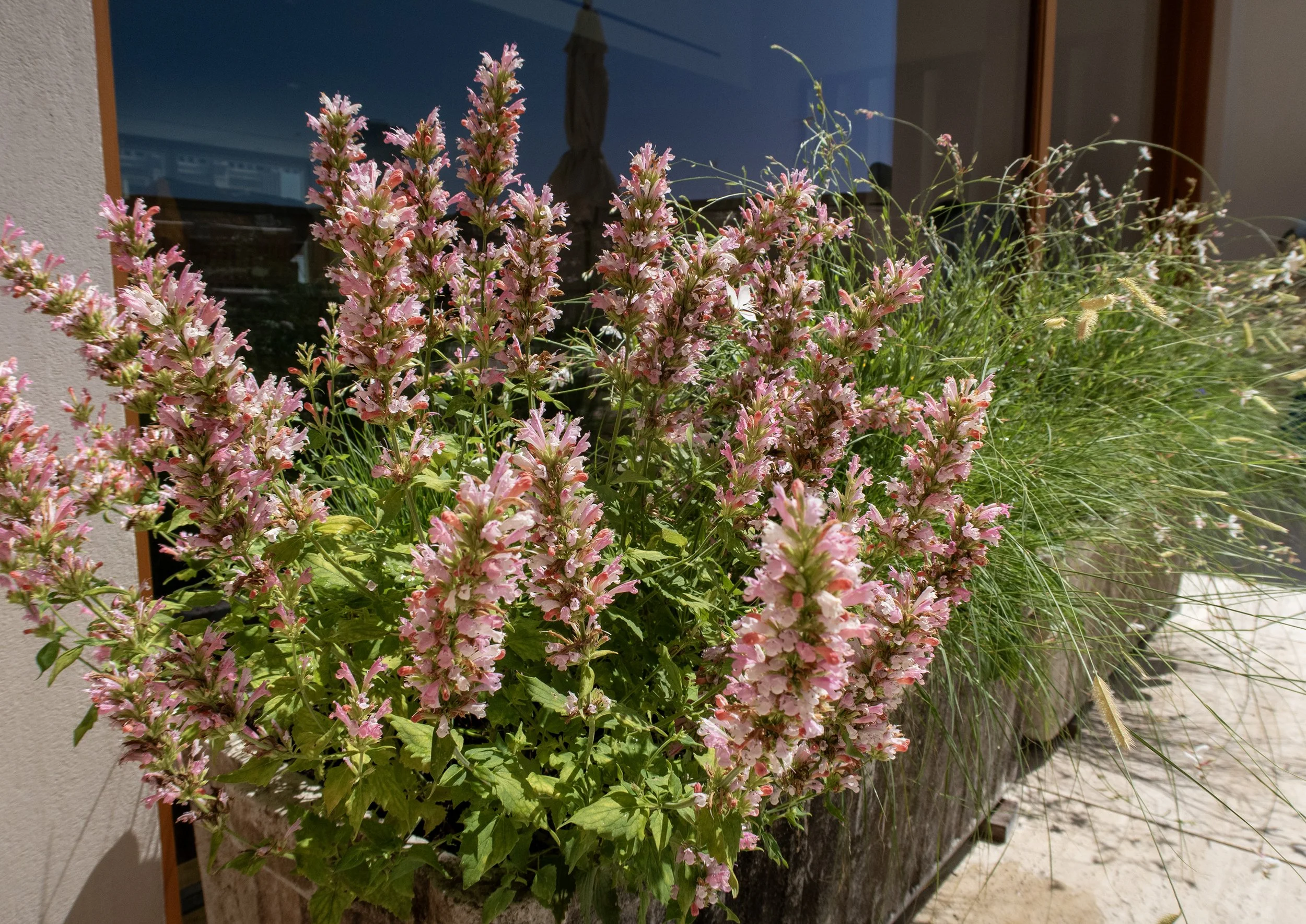 1_Pedersen_CloseAgastache_0575_WEB.jpg