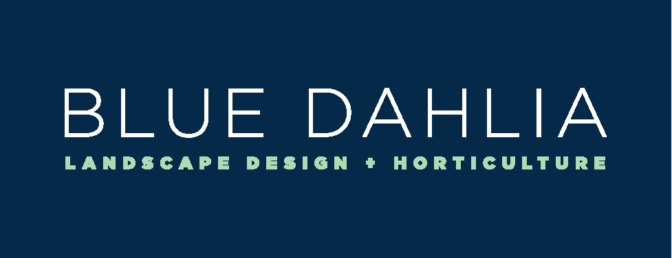 Blue Dahlia