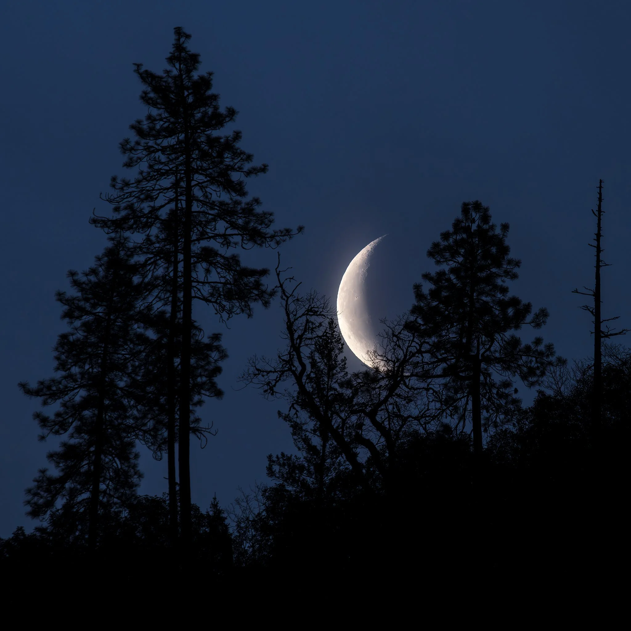 The moon and the trees - Rogue River, OR